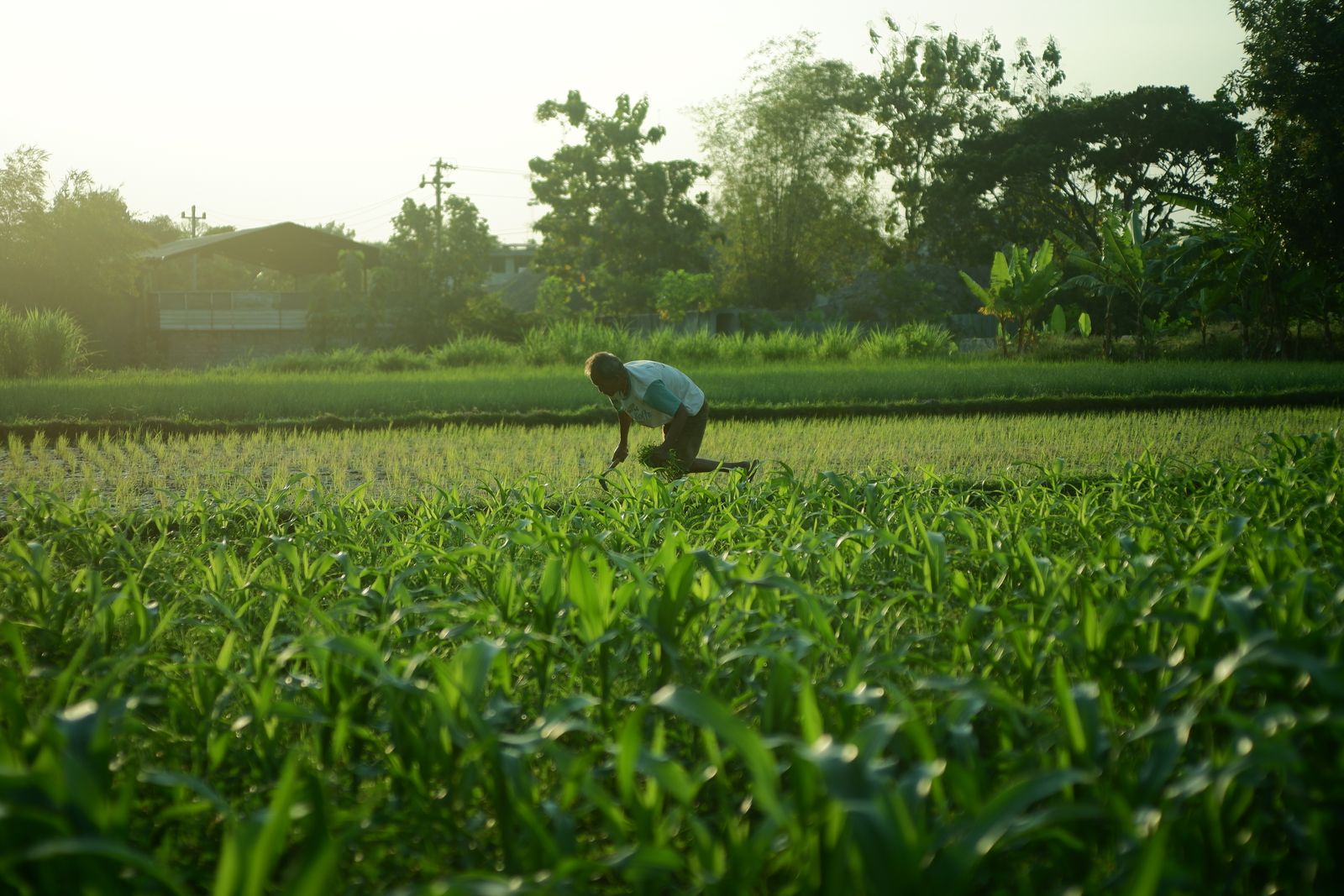 A grower tending crops in a green field at golden hour